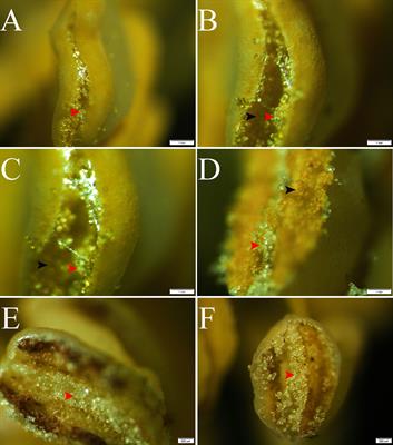 Pseudopollen in Camellia oleifera and its implications for pollination ecology and taxonomy